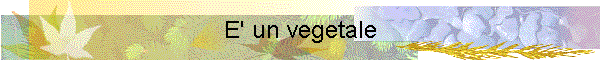 E' un vegetale