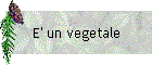 E' un vegetale