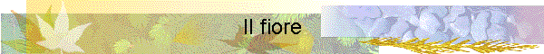 Il fiore