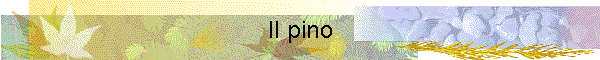 Il pino