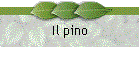 Il pino